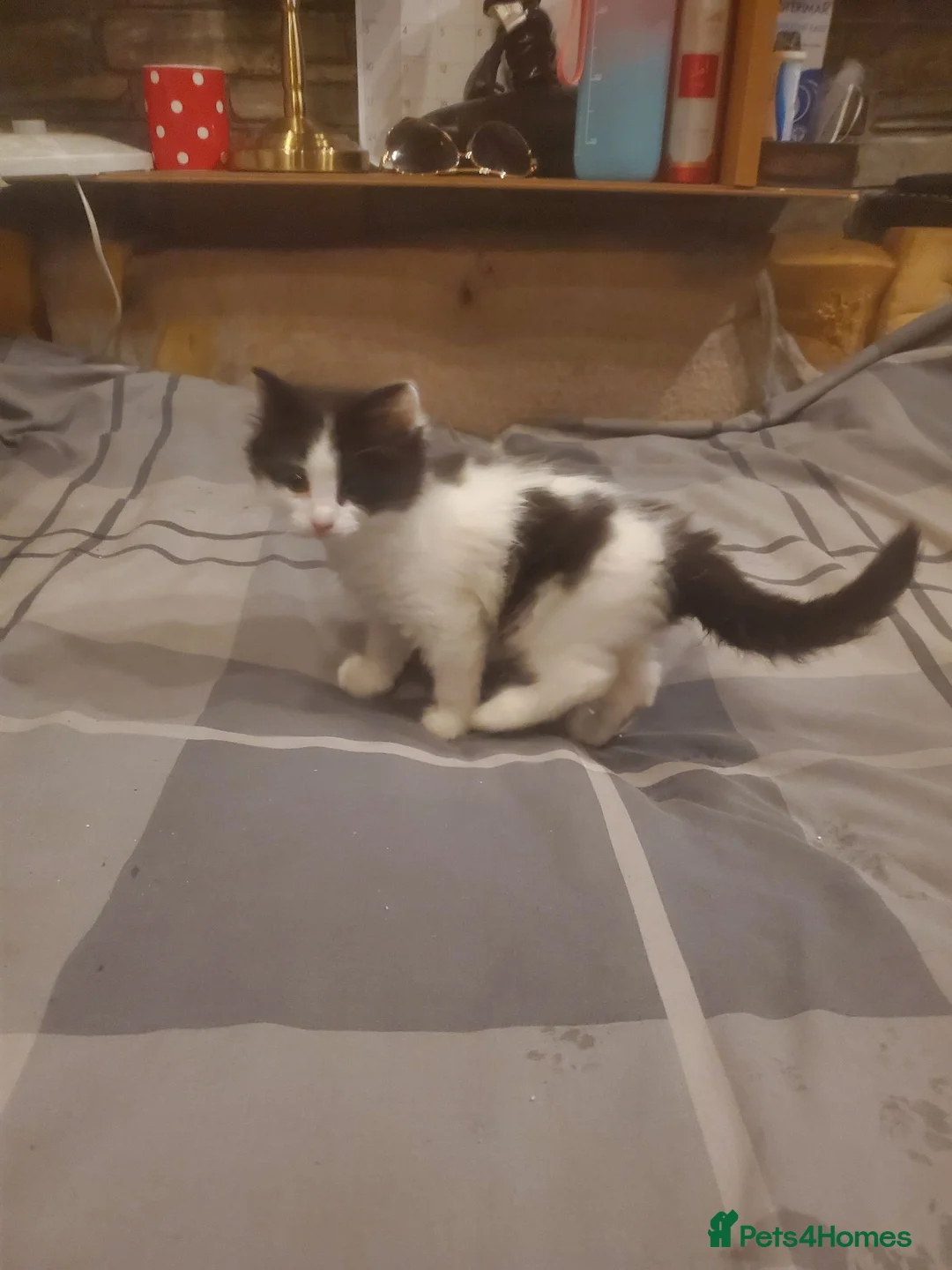 Mixed Breed cats for sale: 4 kitten ready for there forever homes - Advert 2