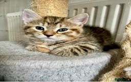 Bengal cats for sale: Bengal mix - Image 6