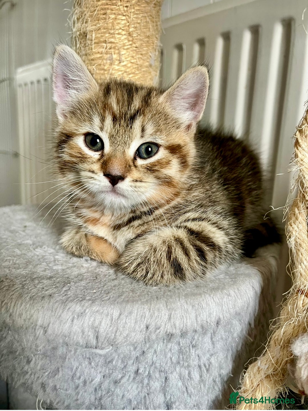 Bengal cats for sale: Bengal mix - Image 6