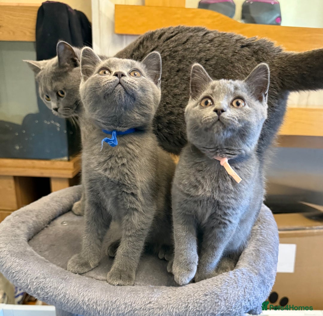 British Shorthair cats for sale: Stunning British ShortHair kittens GCCF registered - Image 3