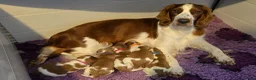 Welsh Springer Spaniel dogs for sale: Exceptionally promising litter of quality puppies in Camborne - Advert 3