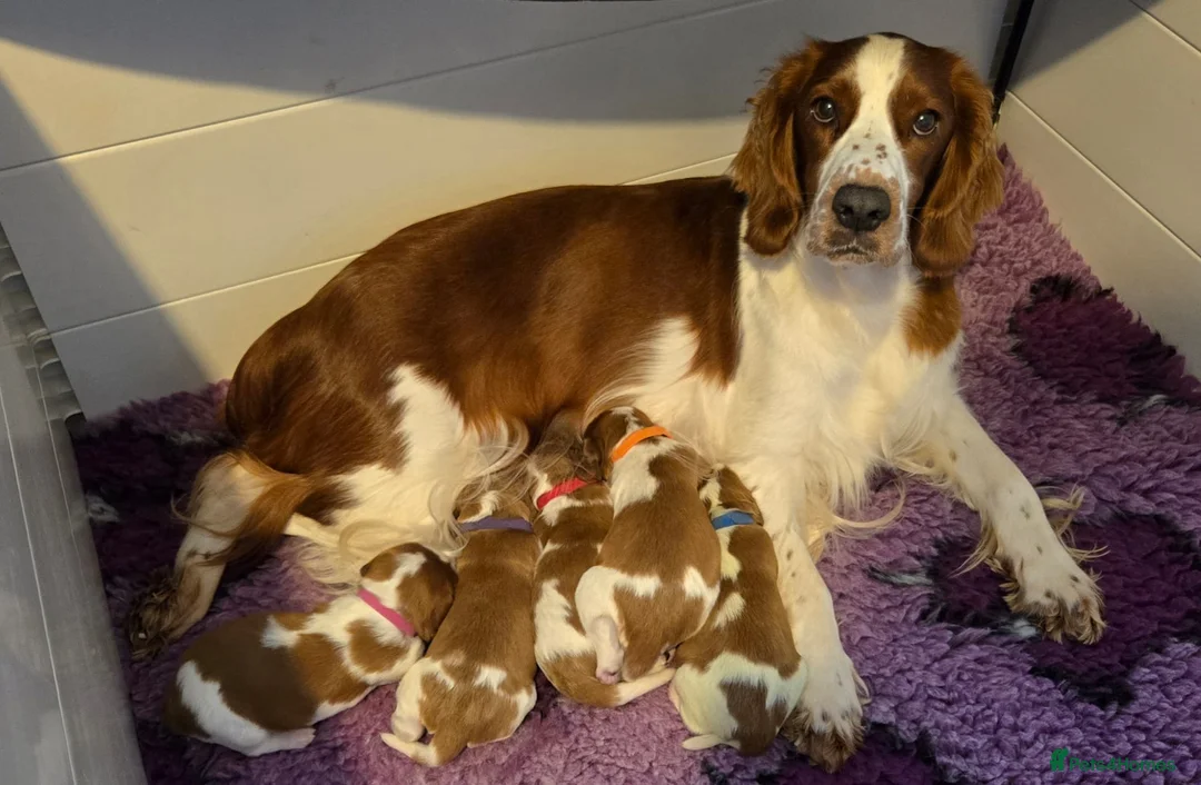 Welsh Springer Spaniel dogs for sale: Exceptionally promising litter of quality puppies in Camborne - Advert 3