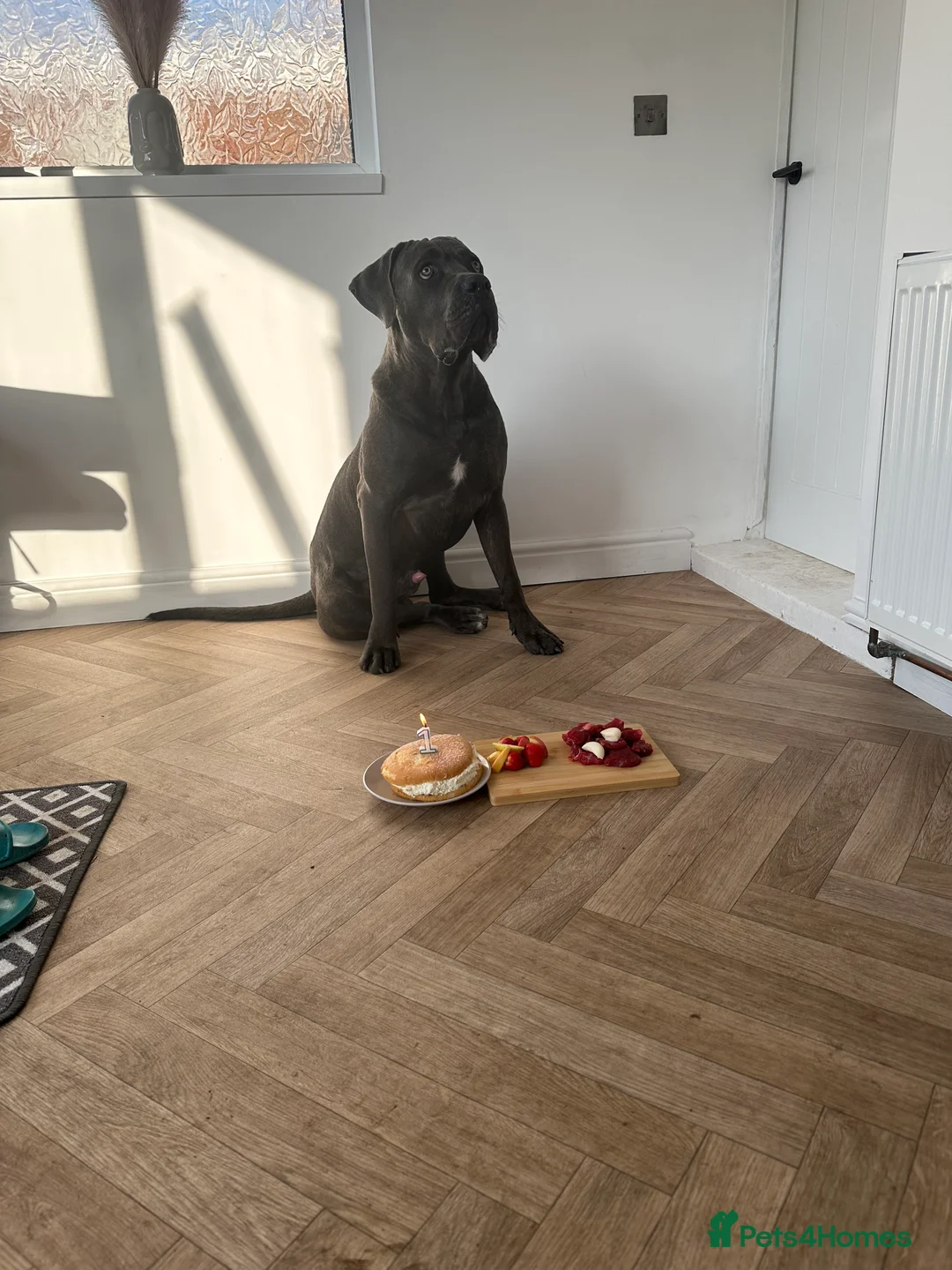 Cane Corso dogs for sale: Rehoming Stanley - Advert 4