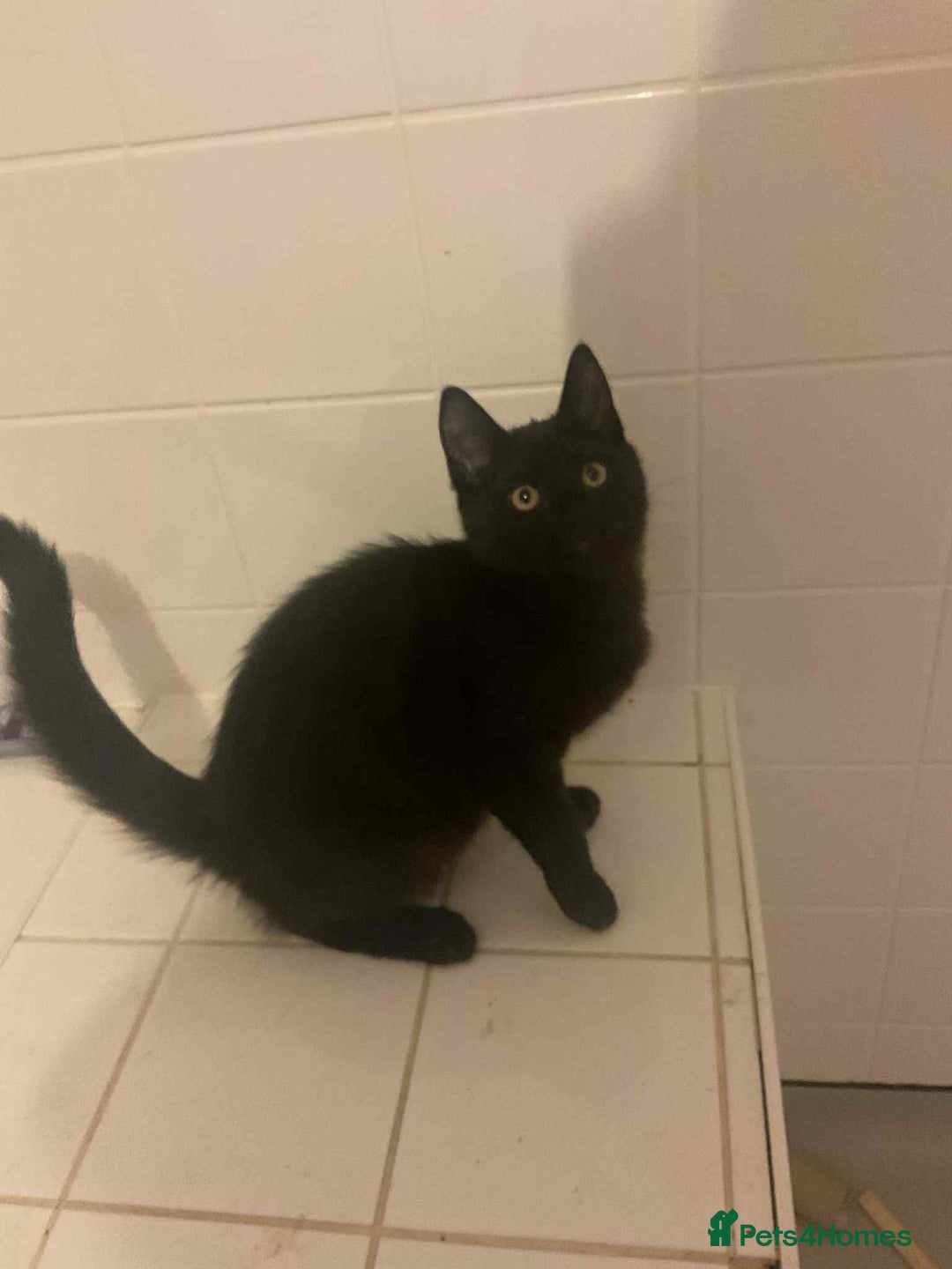 Maine Coon cats for sale: Maine coon kittens  - Advert 3