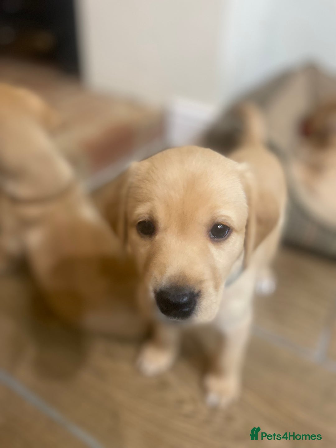 Labrador Retriever dogs for sale: Gorgeous Working Labrador puppies  - Advert 9