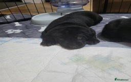 Labrador Retriever dogs for sale: Labrador puppies - Advert 7