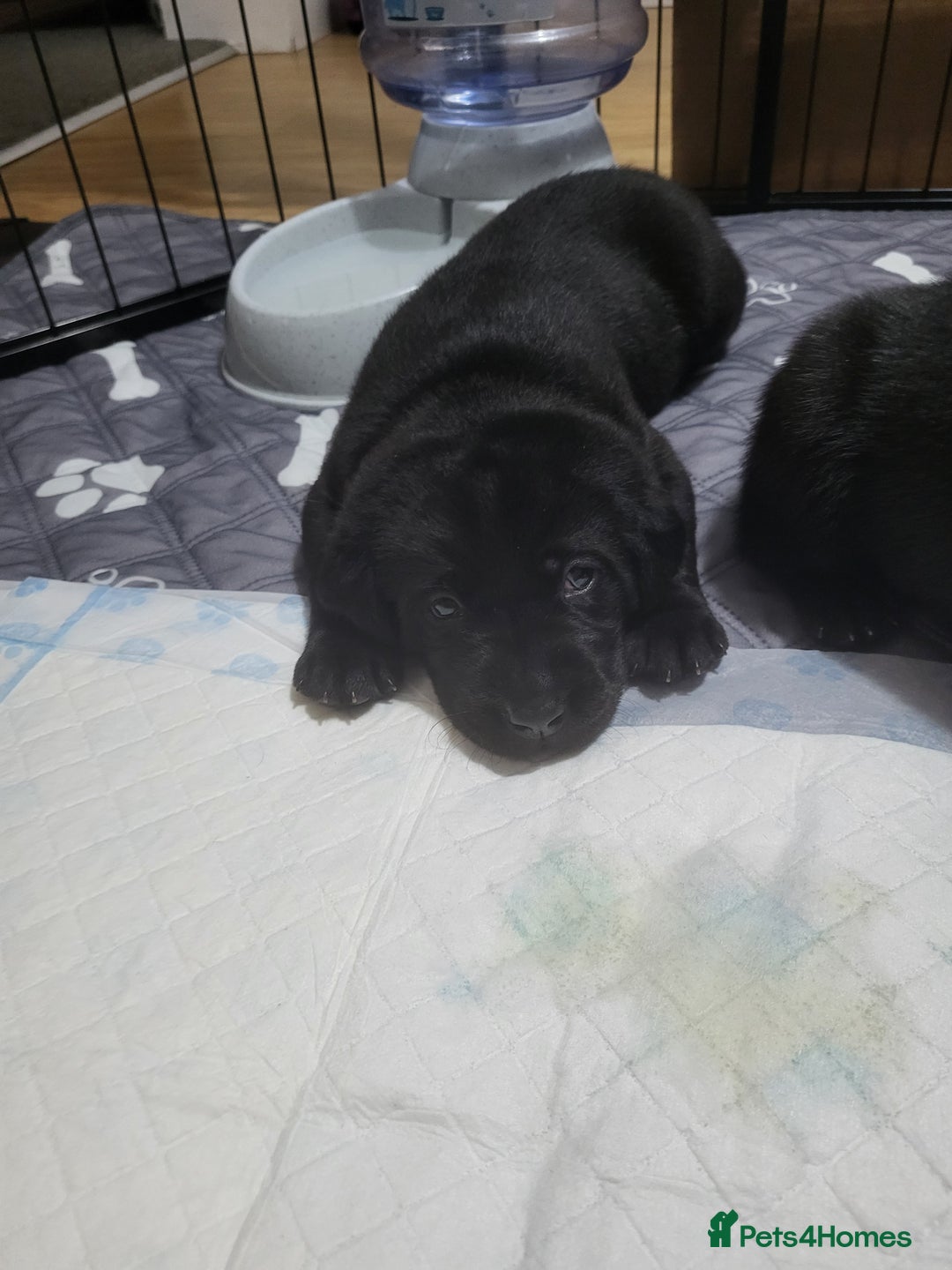 Labrador Retriever dogs for sale: Labrador puppies - Advert 7