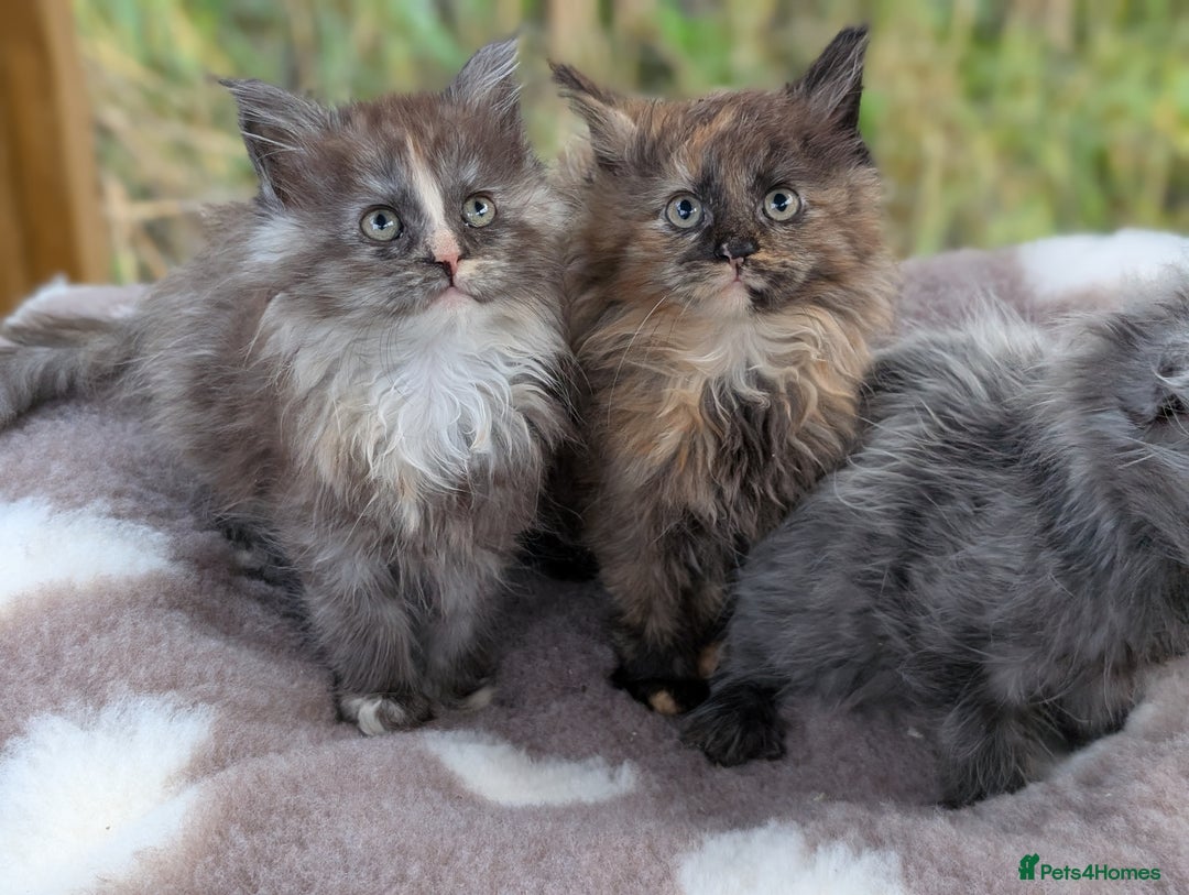Maine Coon cats for sale: 3 Stunning Maine Coon Kittens  - Advert 10