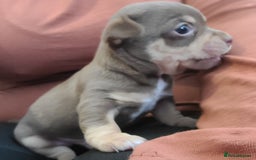 Chihuahua dogs for sale: Smooth coat chihuahua  - Image 21