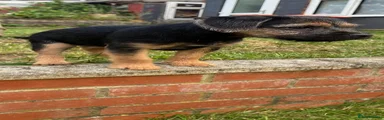 Border Terrier 5