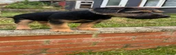 Border Terrier dogs for sale: Boarder terriers pups  - Advert 16