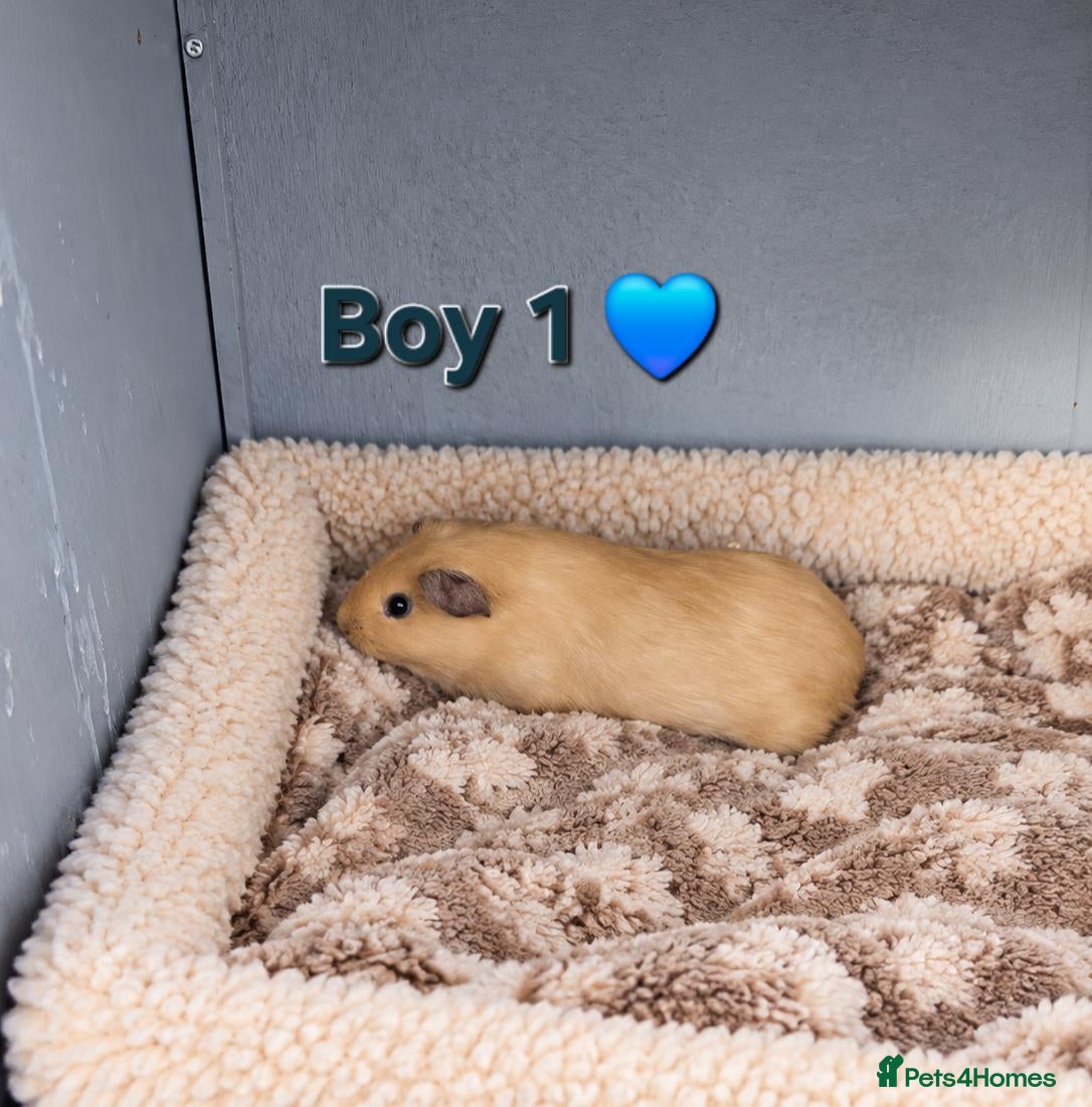 Guinea Pig rodents 🐹🤎 Beautiful Teddy Guinea Pigs 1 girl 2 boys. - Advert 2