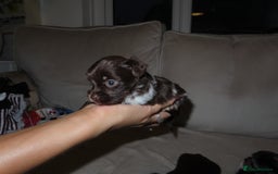 Chorkie dogs for sale: Beautiful Chorkie puppies for sale - Image 5
