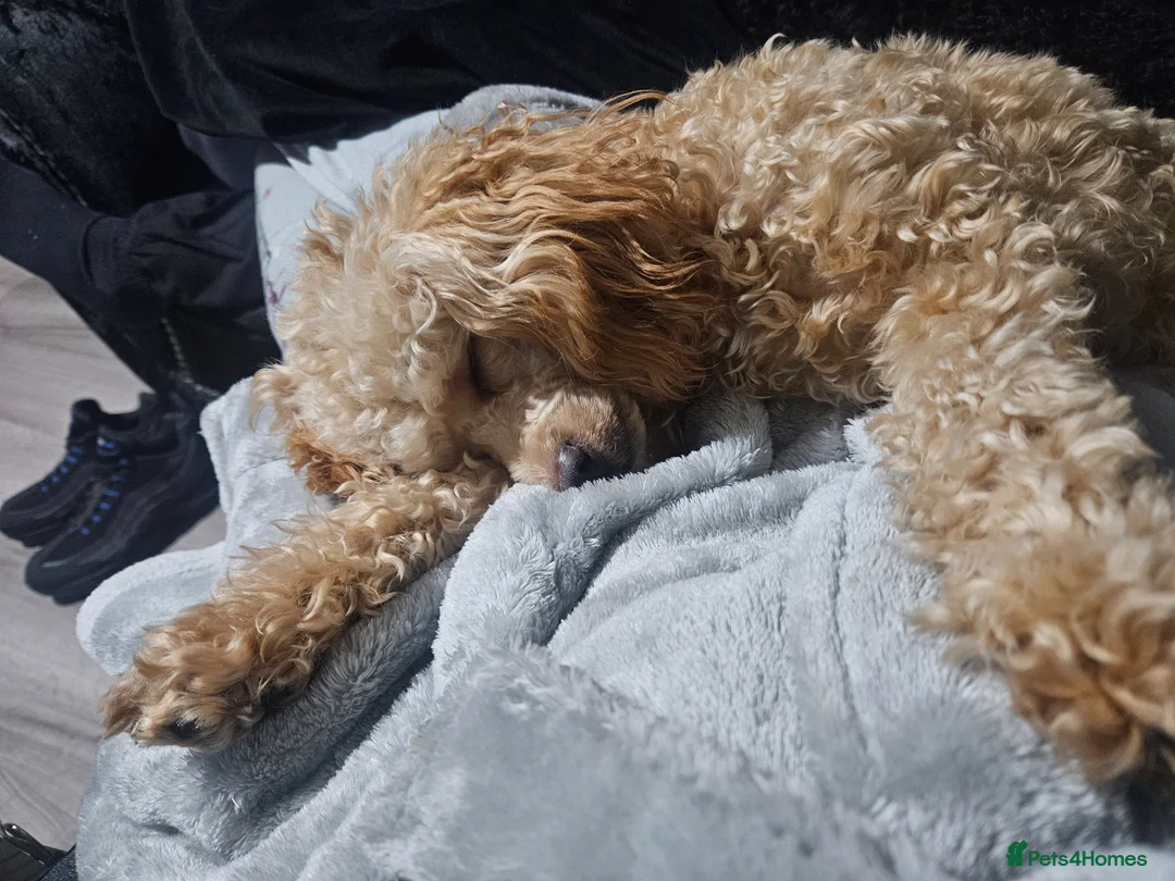 Miniature Poodle dogs for sale: Miniture poodle poppy  in Clacton-on-Sea - Advert 2