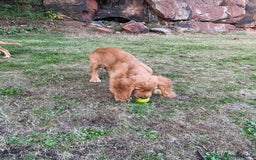 Cocker Spaniel dogs for sale: Stunning Working Cocker Spaniel Puppies - Image 5