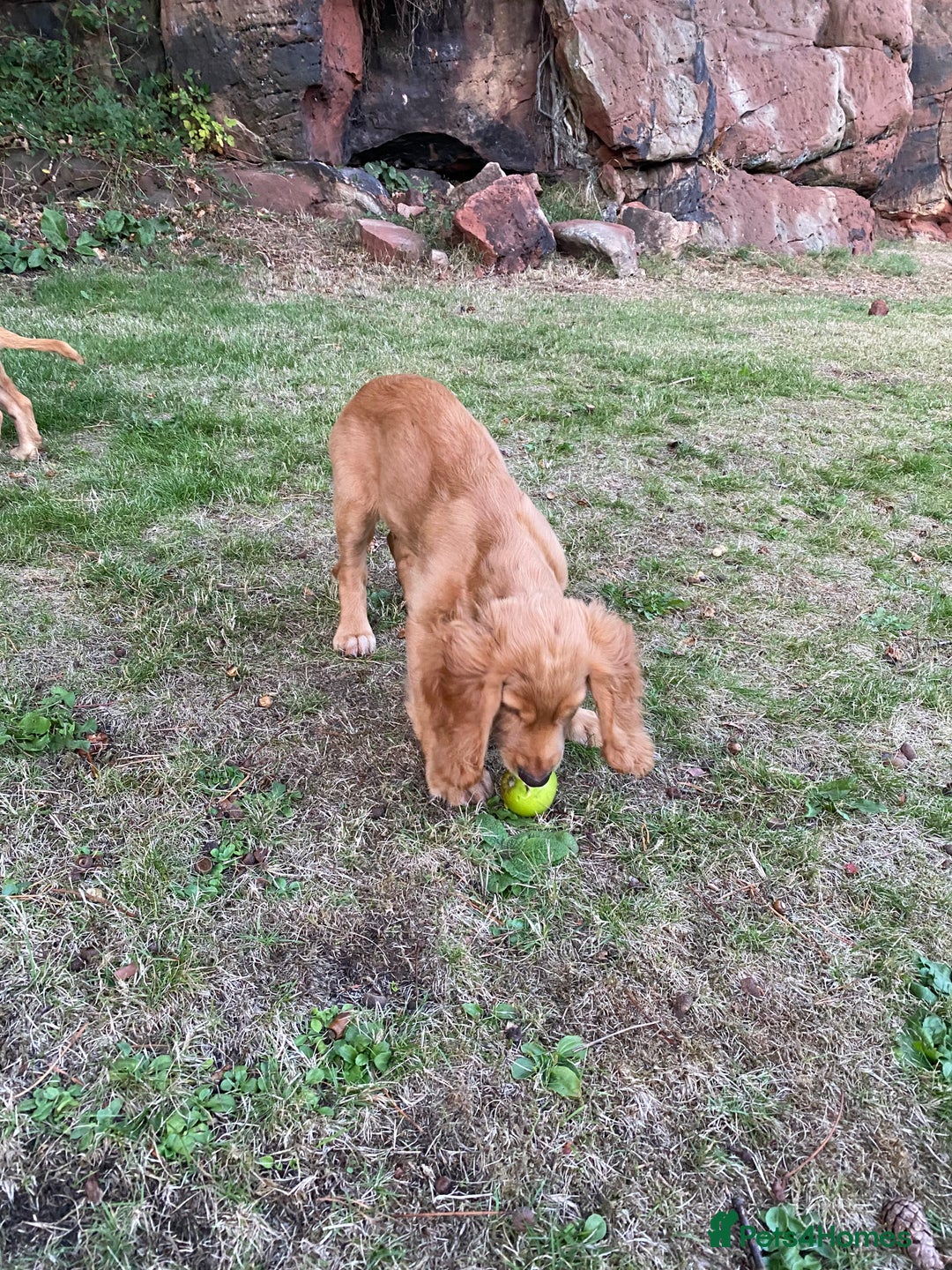 Cocker Spaniel dogs for sale: Stunning Working Cocker Spaniel Puppies - Image 5
