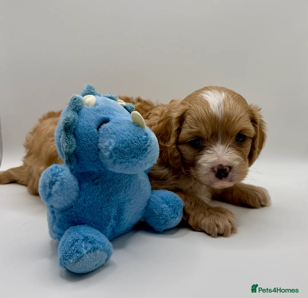 Cavapoo dogs for sale: Gorgeous Cavapoo F1 puppies - Advert 7