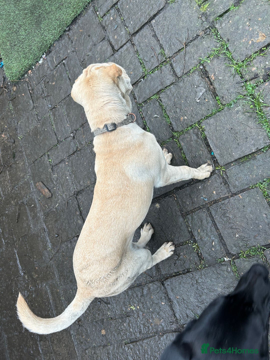 Mixed Breed dogs for sale: Beautiful Shar-Pei x Cocker Spaniel pup - Advert 5