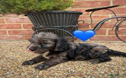 Cockapoo dogs for sale: Ready to leave Beautiful merle & gold  Cockapoos  - Image 1