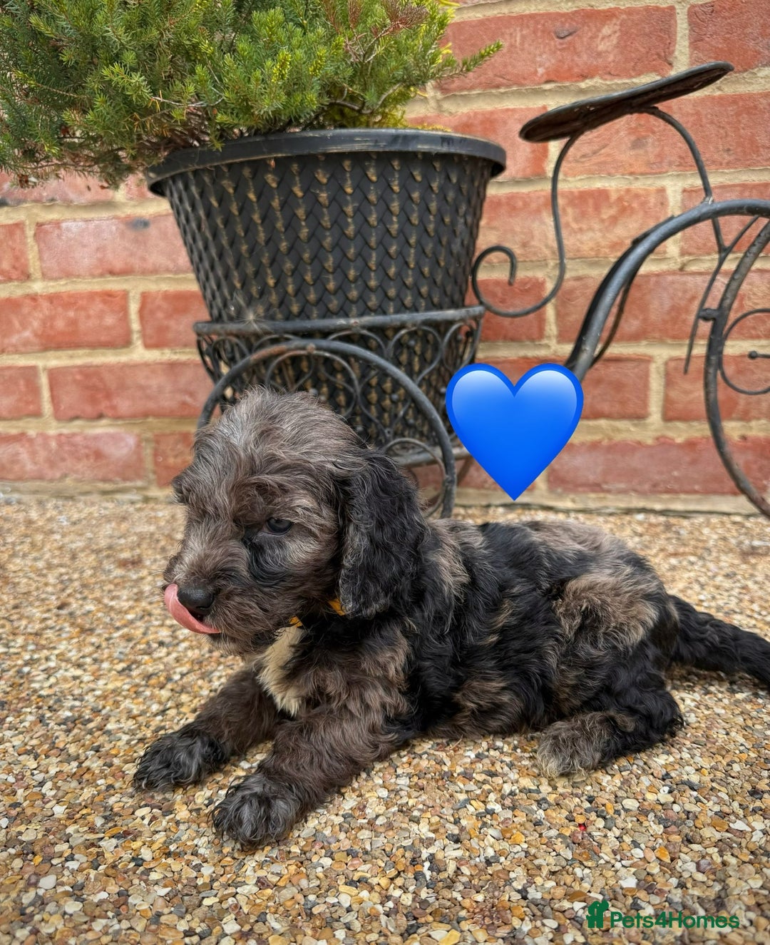 Cockapoo dogs for sale: Ready to leave Beautiful merle & gold  Cockapoos  - Image 1