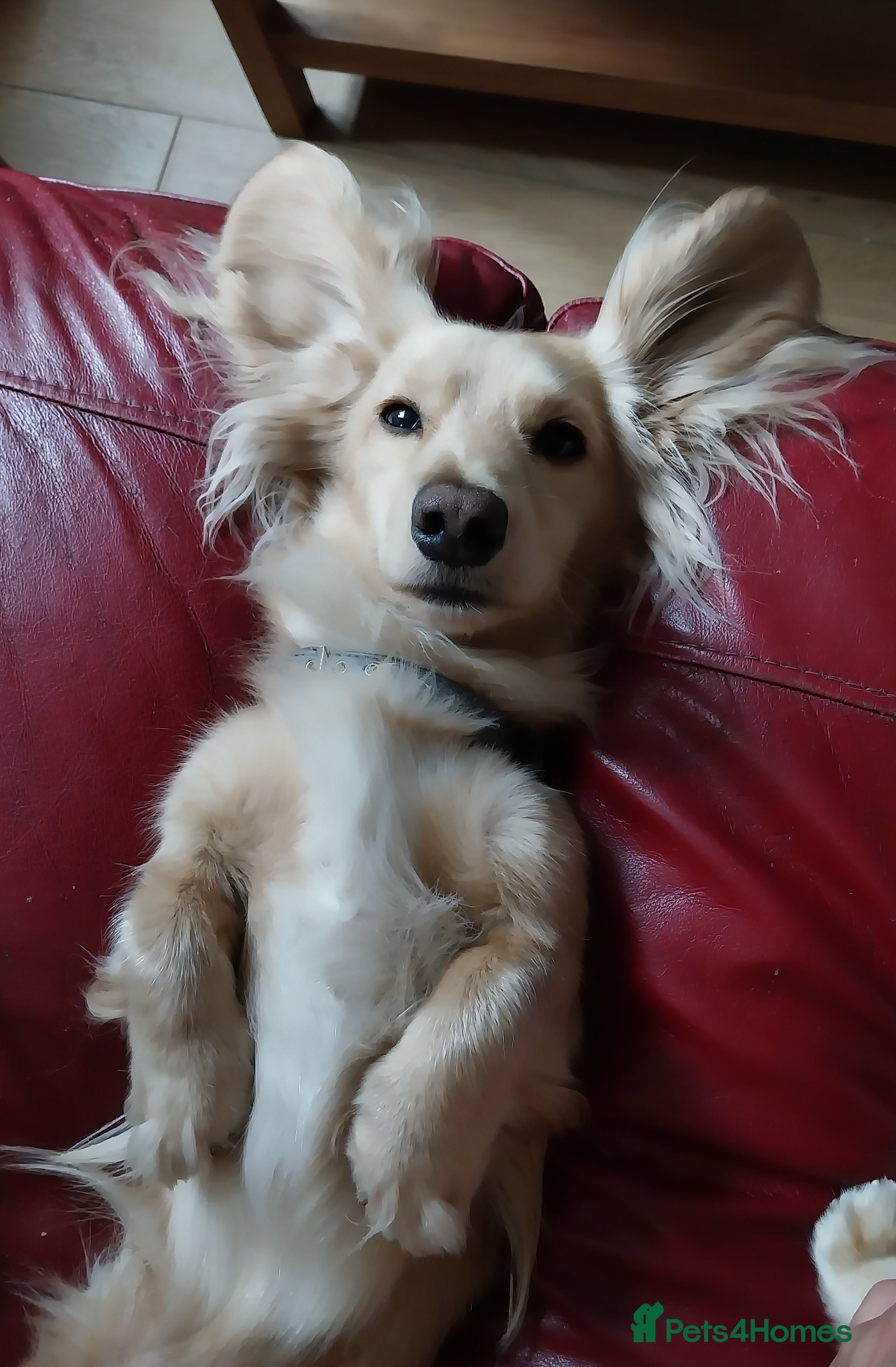 Miniature Dachshund dogs Stud KC cream long haired miniature dachshund  in Durham - Advert 6