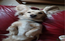 Miniature Dachshund dogs for stud: Stud KC cream long haired miniature dachshund  in Durham - Image 1