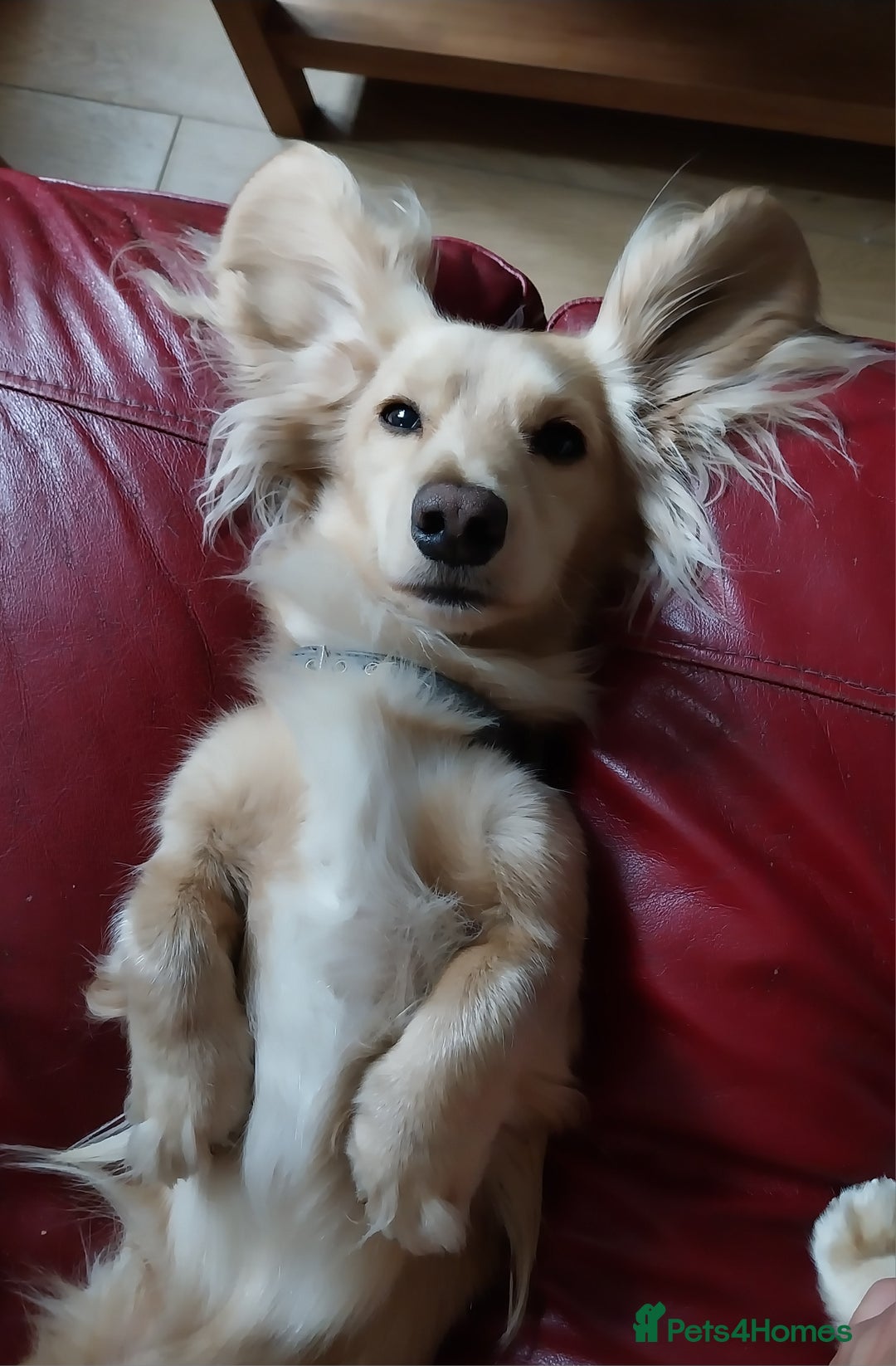 Miniature Dachshund dogs for stud: Stud KC cream long haired miniature dachshund  in Durham - Image 1