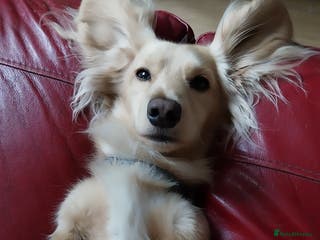 Miniature Dachshund dogs Stud KC cream long haired miniature dachshund in Durham - Advert 10