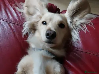 Miniature Dachshund dogs Stud KC cream long haired miniature dachshund in Durham - Advert 15