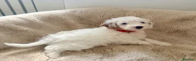 Red collar female 