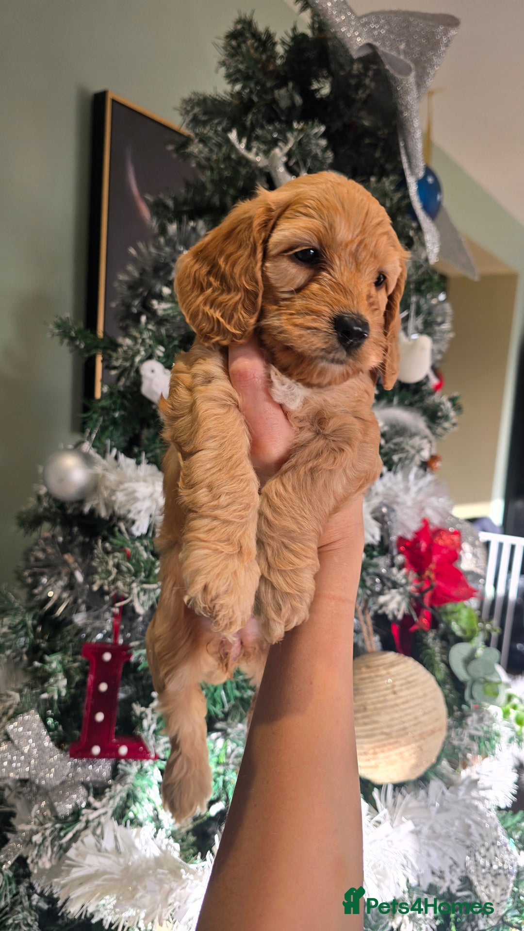 Cockapoo dogs for sale: Beautiful cockapoo puppies - Advert 13