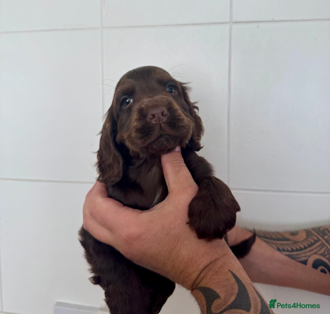 Cocker Spaniel dogs for sale: Chocolate show cocker spaniel  - Image 3