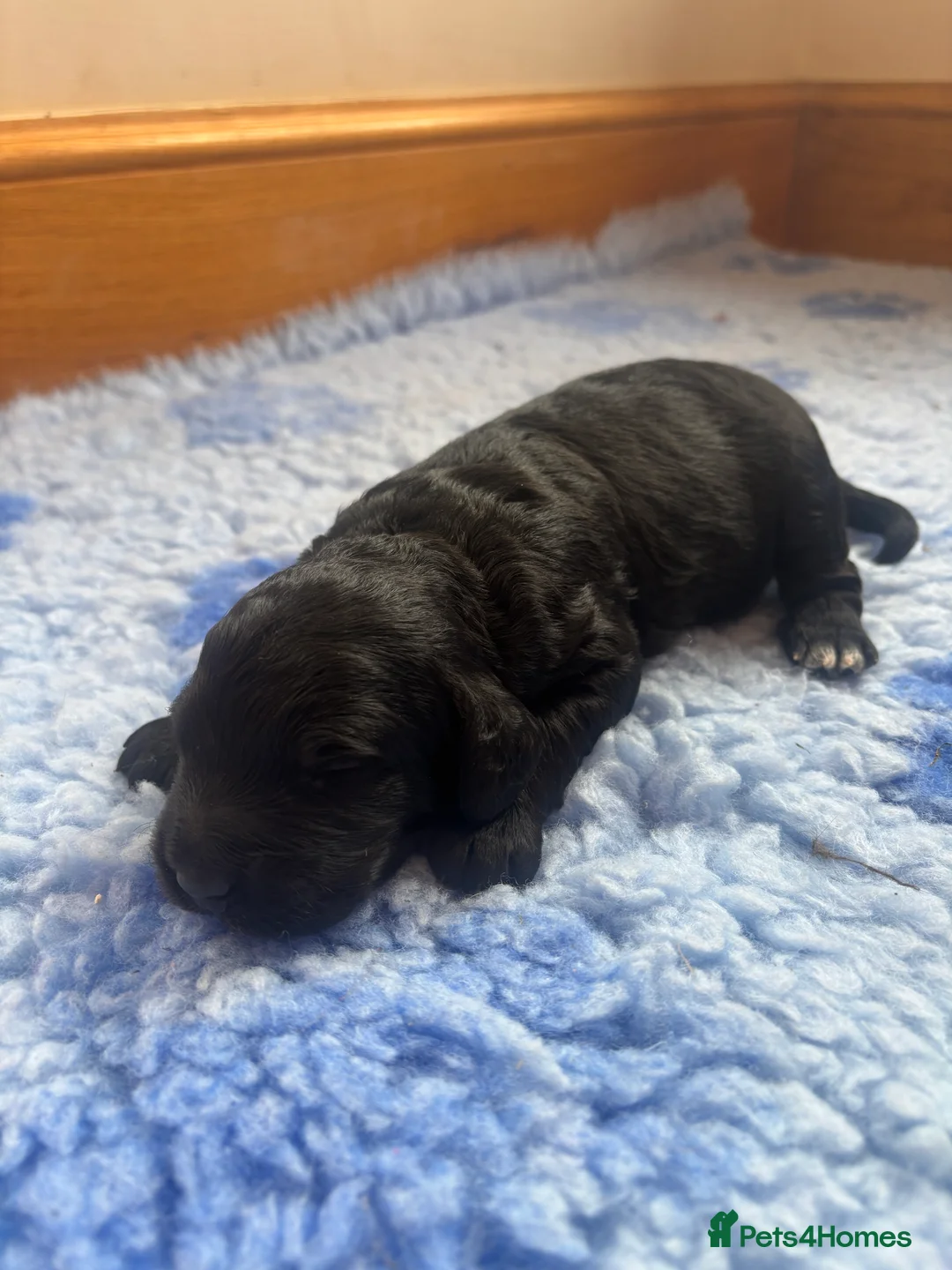 Cockapoo dogs for sale: 🐣Toy Cockapoo Puppies 🌸 - Advert 9