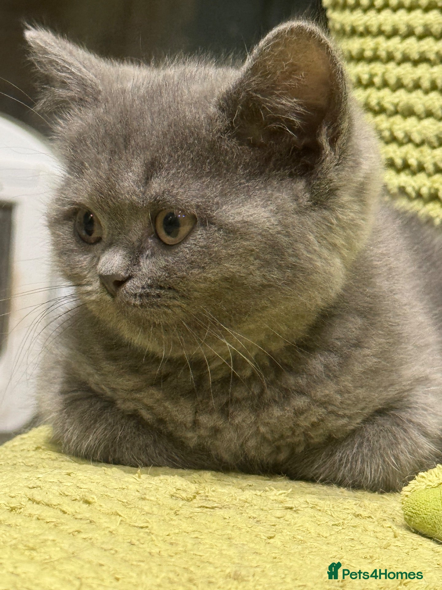 British Shorthair cats Ready for rehoming BSH / Scottish striaghts - Advert 2