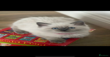 Ragdoll cats - Advert 9