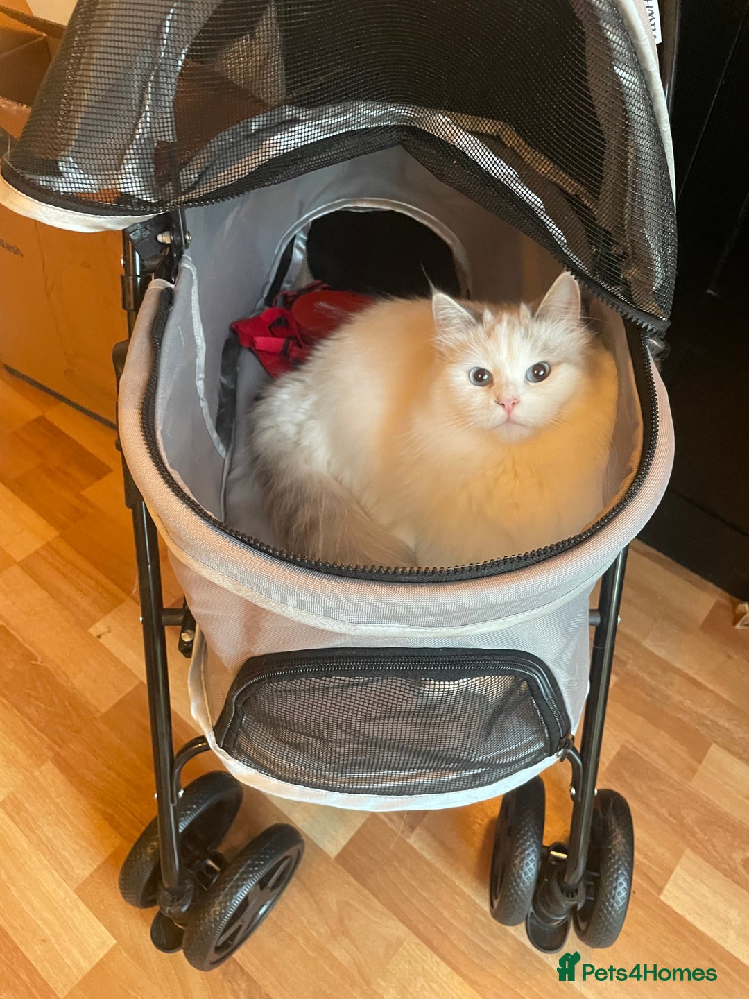 Siberian cats for sale: “Cat share” 3 GCCF Neva Masquerade Siberian cats  - Advert 15