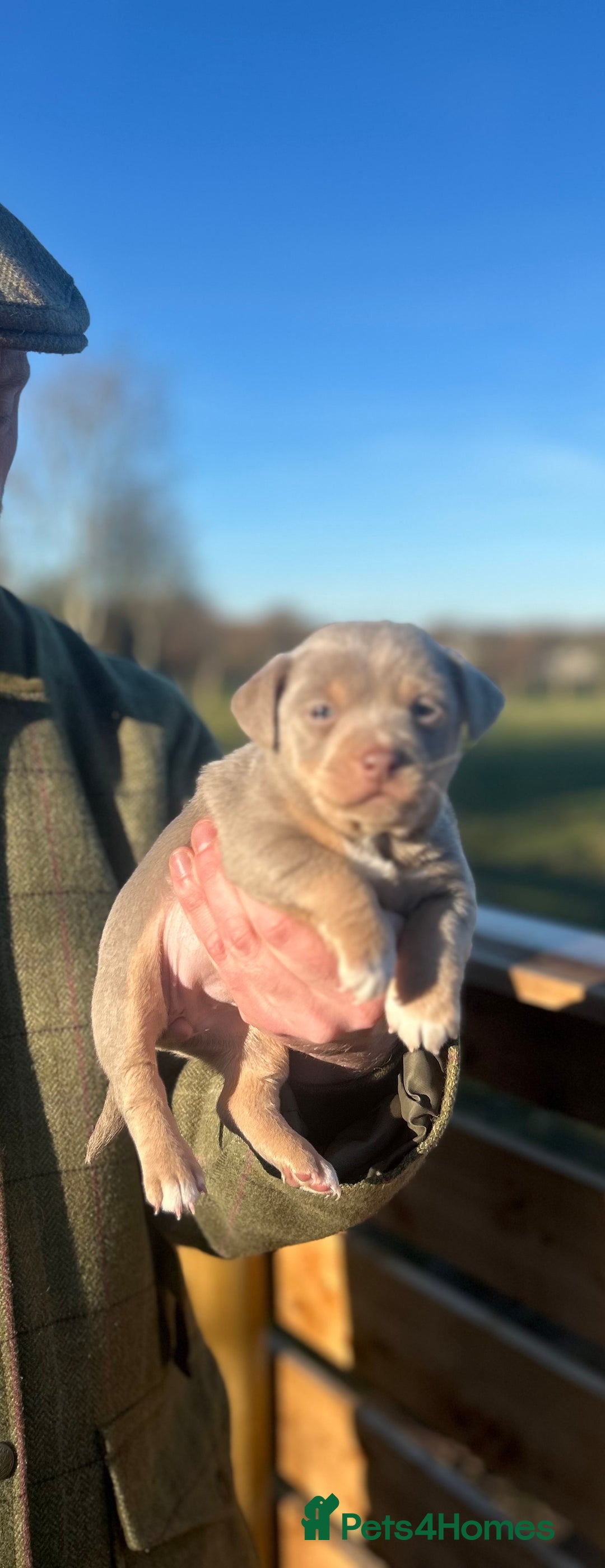 Jack Russell dogs for sale: Stunning Jack Russell puppies fr sale-all colours  - Advert 20