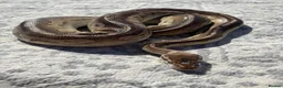Python Snake reptiles for sale: CB14 female cinnamon pastel butter ball python in Westbury - Advert 5