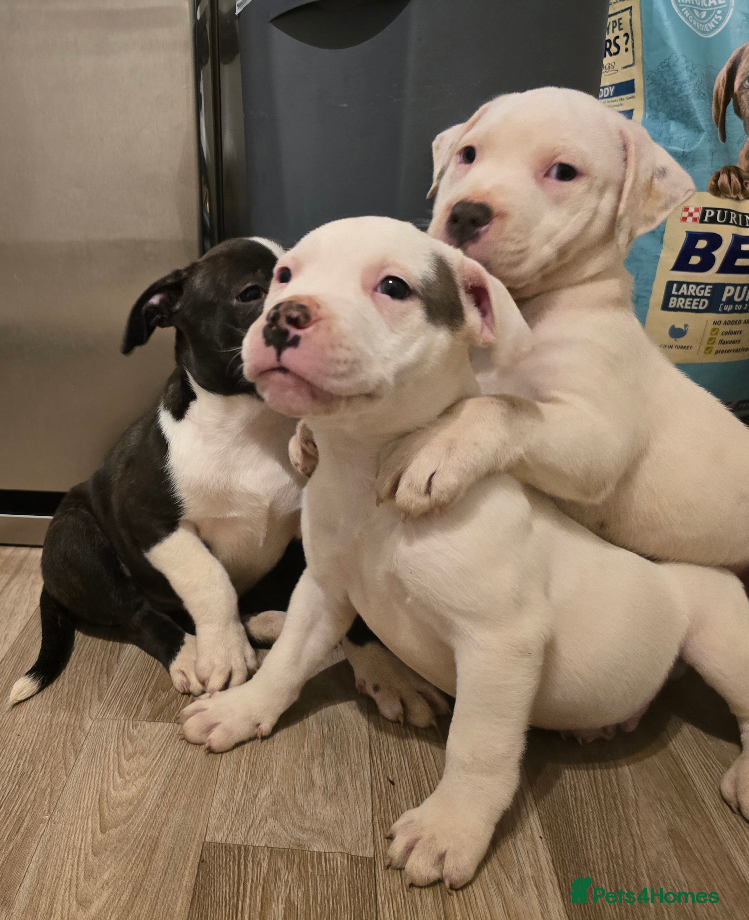 American Bull Staffy dogs Ready for collection! Staffordshire  - Advert 1