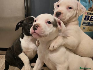 American Bull Staffy dogs Ready for collection! Staffordshire - Advert 5