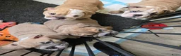 English Bulldog dogs for sale: English bulldogs  - Advert 11
