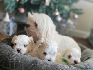 Maltese dogs KC registered Maltese pups - Advert 16