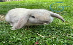 Mini Lop rabbits for sale: Mini Lop Rabbits For Sale  - Image 3