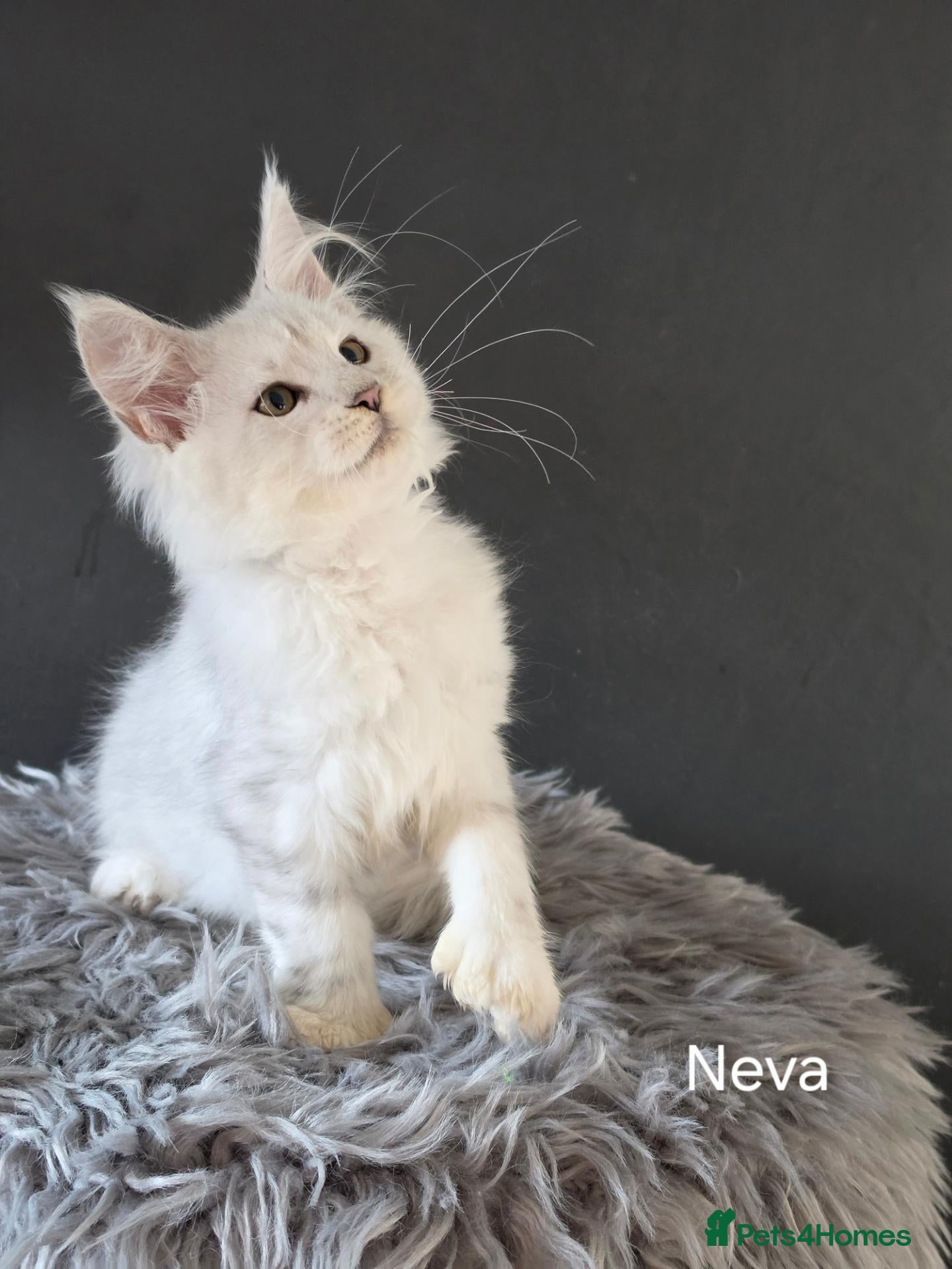 Maine Coon cats Polydactyls and no poly babies  - Advert 2