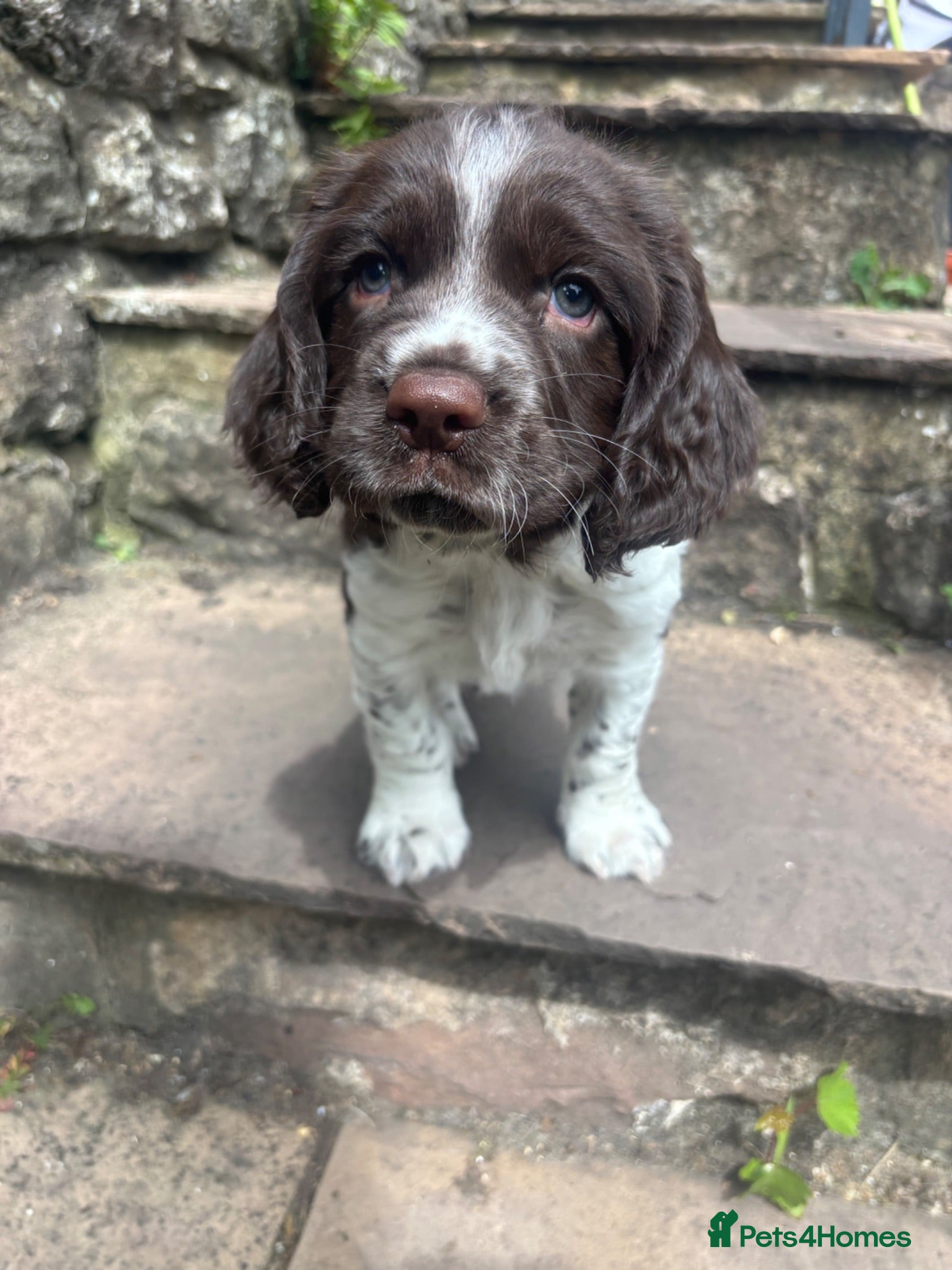 English Springer Spaniel dogs   Stunning Liver & White Springer Spaniel  Puppies - Advert 14