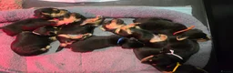 Jack Russell dogs for sale: Jack Russell  - Advert 4