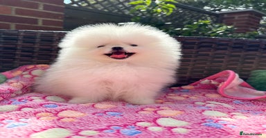 Pomeranian dogs - Advert 8
