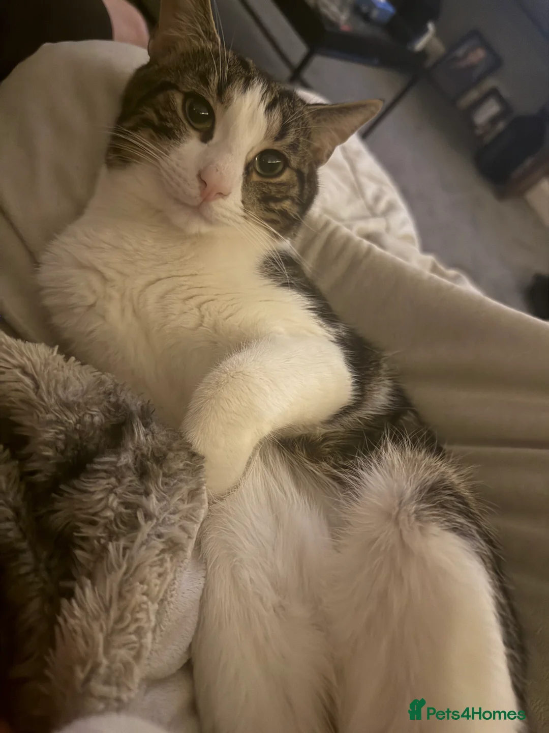 American Wirehair cats for sale: Bambii, Male cat, 1 Year 3 months old🤍 - Advert 2