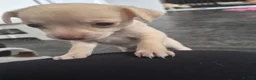 Chihuahua dogs for sale: 2 girl chihuahua left ready 10th August  - Advert 9