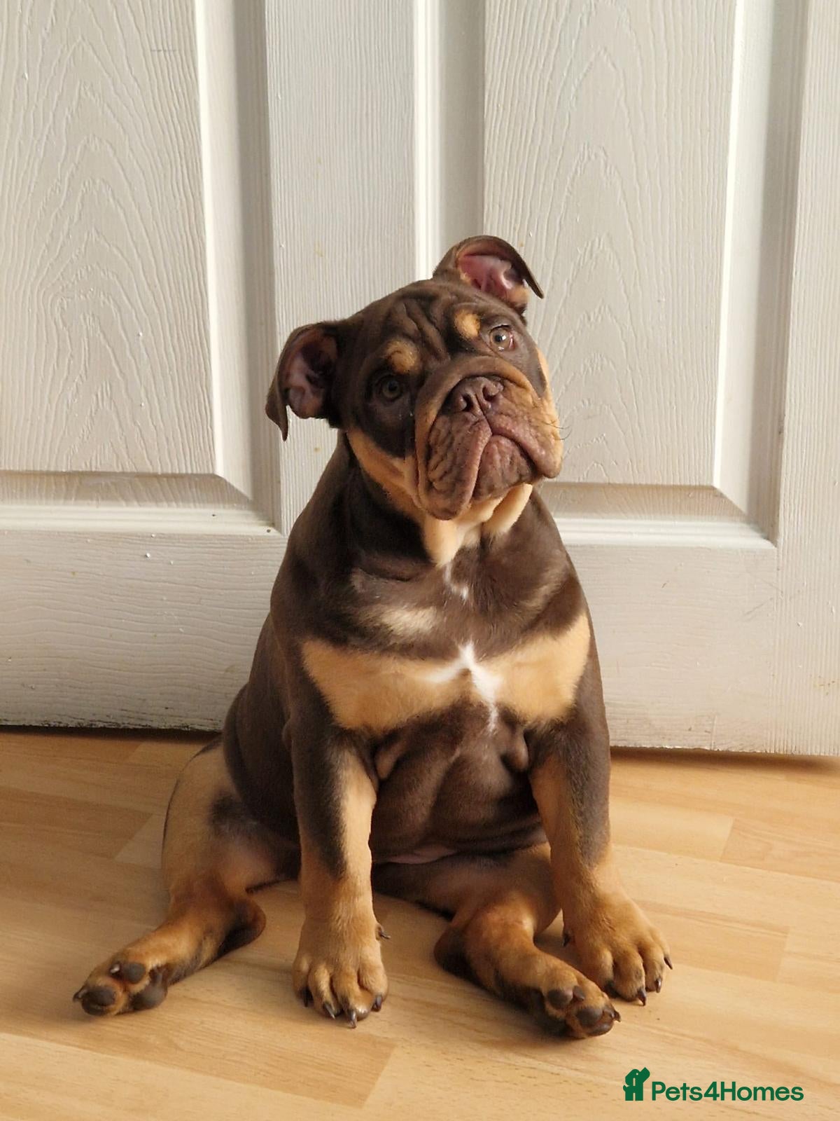 English Bulldog dogs Beautiful English Bulldog  - Advert 1